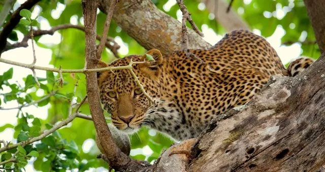 管中窺豹，可見一斑